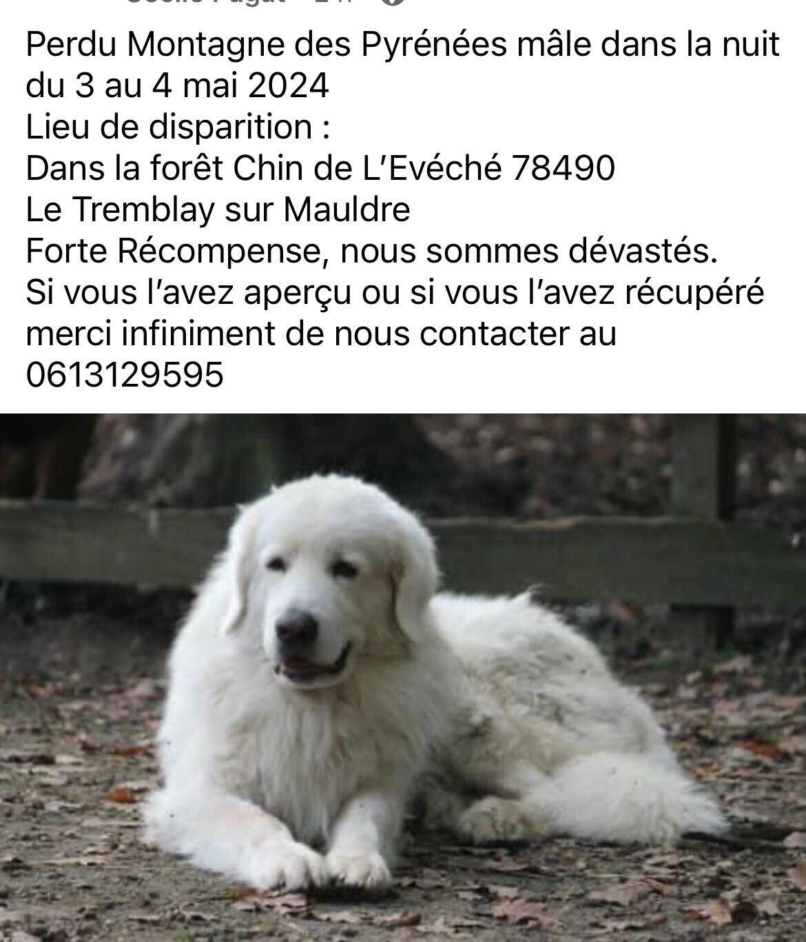 chien perdu